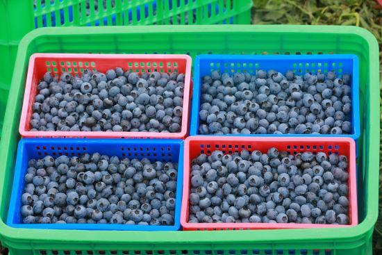 安徽旌德：百亩蓝莓喜丰收 “小浆果”成“致富果”