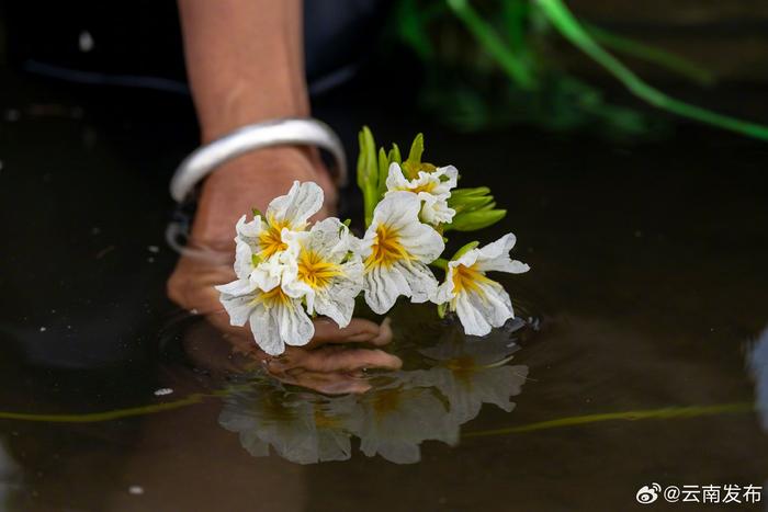 云南这种花好吃又好看！大理洱源海菜花丰收了