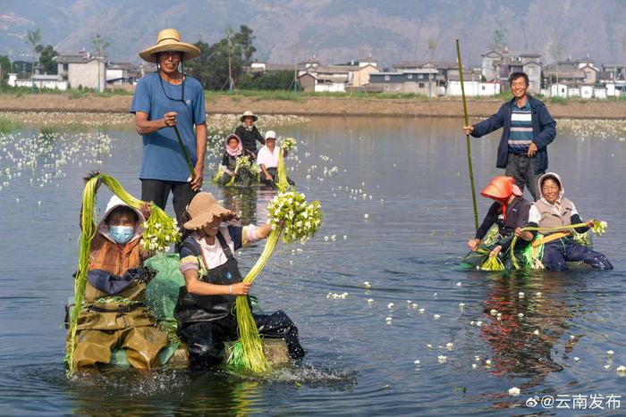 云南这种花好吃又好看！大理洱源海菜花丰收了