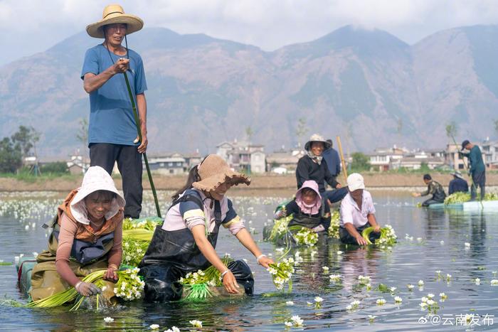 云南这种花好吃又好看！大理洱源海菜花丰收了