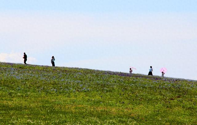 新疆塔城：巴尔鲁克山花烂漫