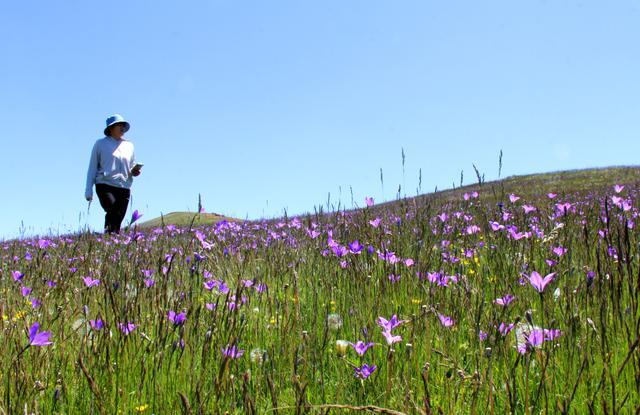 新疆塔城：巴尔鲁克山花烂漫