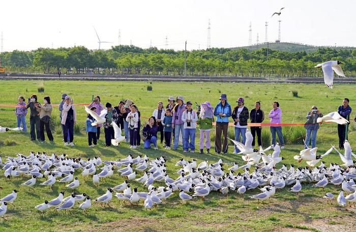 首批北京学生到康巴诺尔湿地公园观赏遗鸥