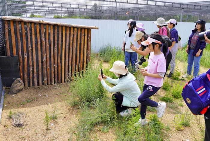 首批北京学生到康巴诺尔湿地公园观赏遗鸥