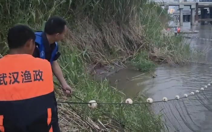 武汉长江边出现数条暹罗鳄续：渔政人员已捕获第二条鳄鱼