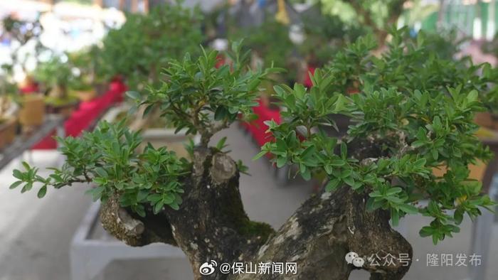 端阳“斗花” 共赏花木盆景之美