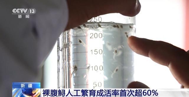 8万只小鱼顺利孵化 裸腹鲟人工繁育成活率首次超60%