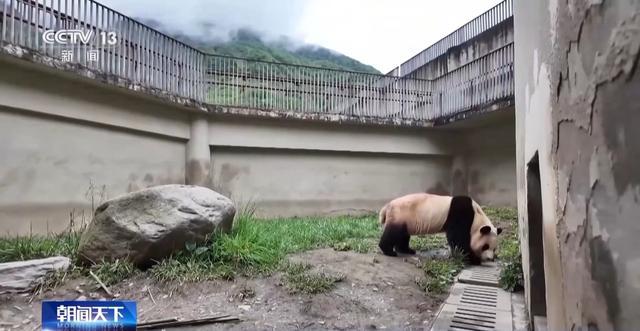 大熊猫“福宝”回家后适应如何？你关心的都在这