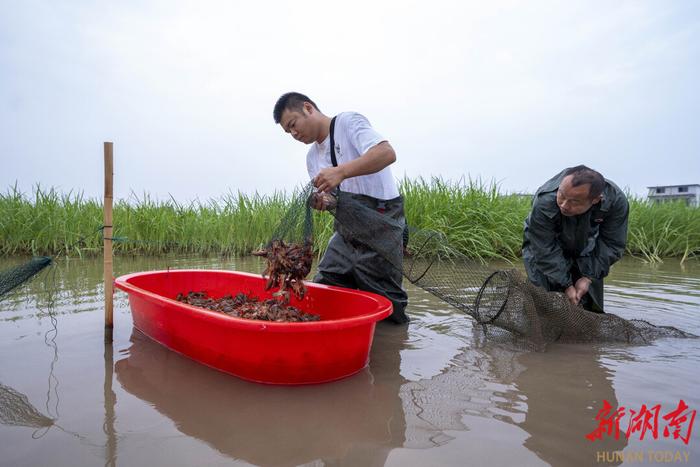 湖南辣椒、洞庭湖小龙虾“入群” 湖南累计创建9个国家农业产业集群