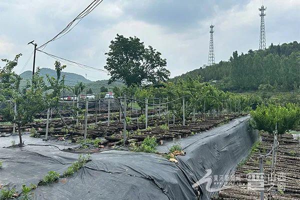 聚焦太行一号旅游公路丨阳城段：畅通农产品“出山路”