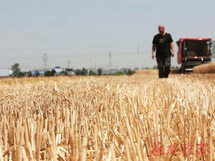 小麦收割开启无人驾驶“模式”