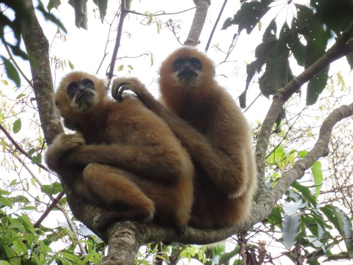 雨林中追猿，37只海南长臂猿的保护之路