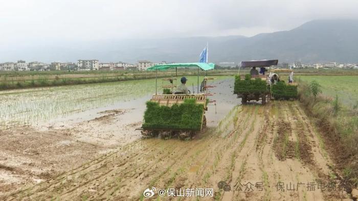 保山：全力抓好夏收夏种夏管工作 夯实全年粮食丰产丰收基础