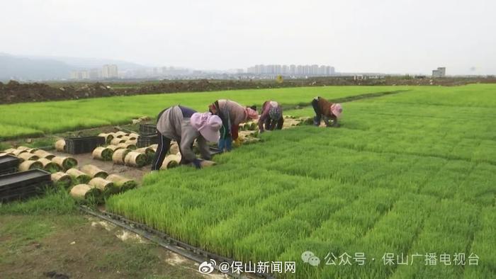 保山：全力抓好夏收夏种夏管工作 夯实全年粮食丰产丰收基础