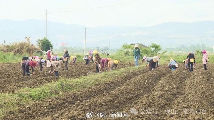 保山：全力抓好夏收夏种夏管工作 夯实全年粮食丰产丰收基础