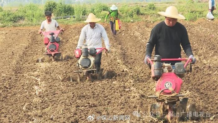 保山：全力抓好夏收夏种夏管工作 夯实全年粮食丰产丰收基础