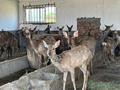 铜川市印台区阿庄镇：特色养殖开辟致富“鹿”