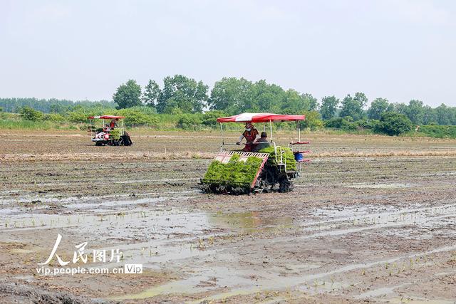 江苏泰州：杂交水稻实现父母本秧苗机械化移栽