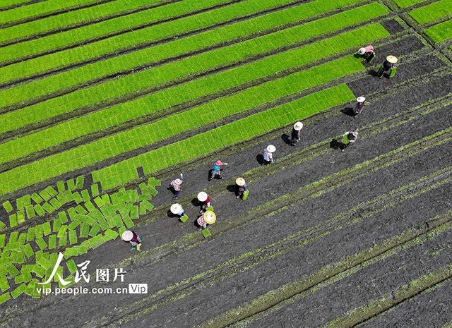 江苏泰州：杂交水稻实现父母本秧苗机械化移栽