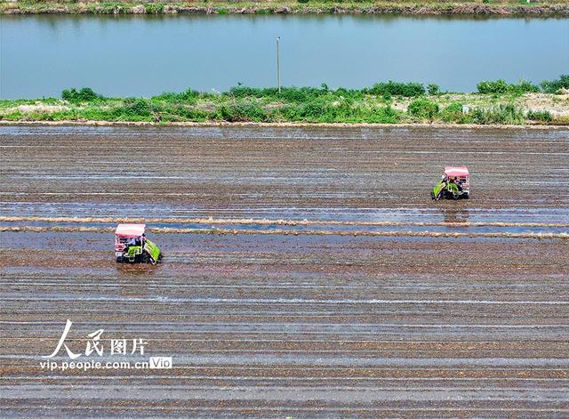 江苏泰州：杂交水稻实现父母本秧苗机械化移栽