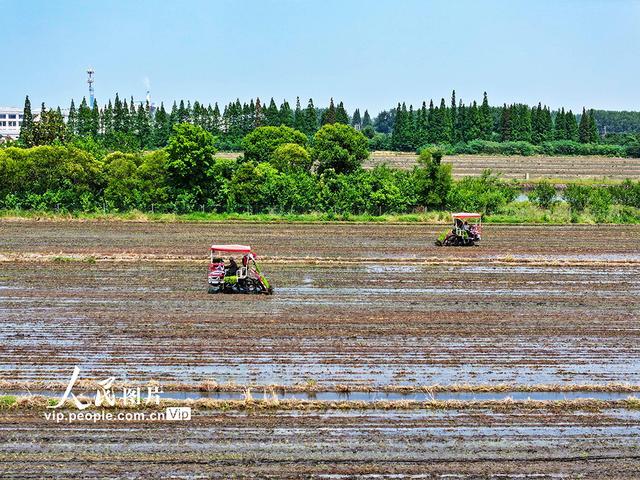 江苏泰州：杂交水稻实现父母本秧苗机械化移栽