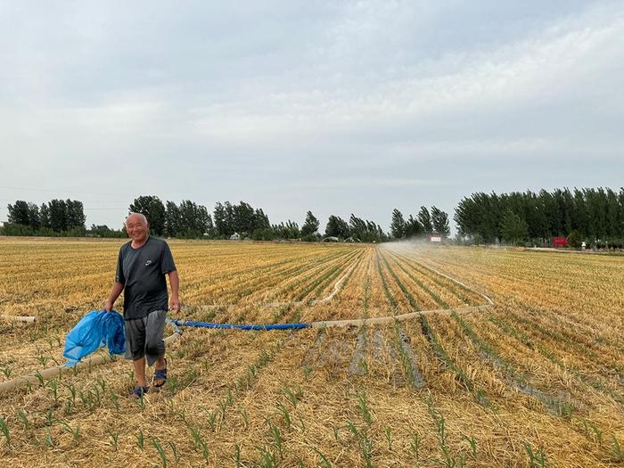 直击河南扶沟县抗旱：俩月只下一场极小的雨，玉米苗都被旱“迷糊”了