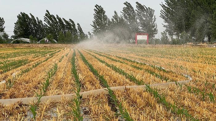 直击河南扶沟县抗旱：俩月只下一场极小的雨，玉米苗都被旱“迷糊”了