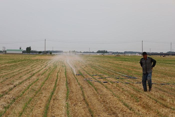 直击河南扶沟县抗旱：俩月只下一场极小的雨，玉米苗都被旱“迷糊”了