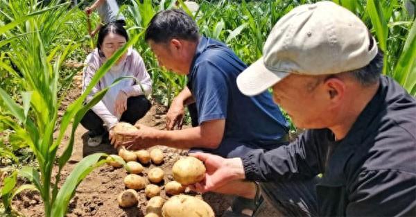 粤港澳大湾区“菜篮子”里的新宠——商州马铃薯