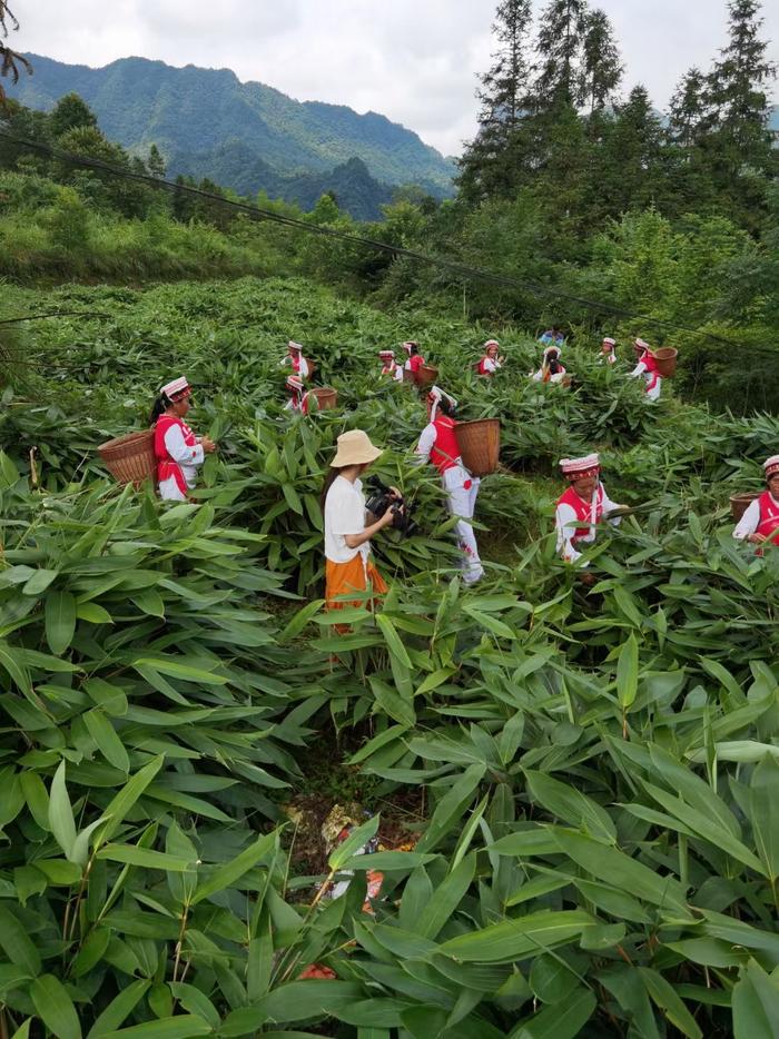 你吃的粽子，粽叶八成产自张家界！