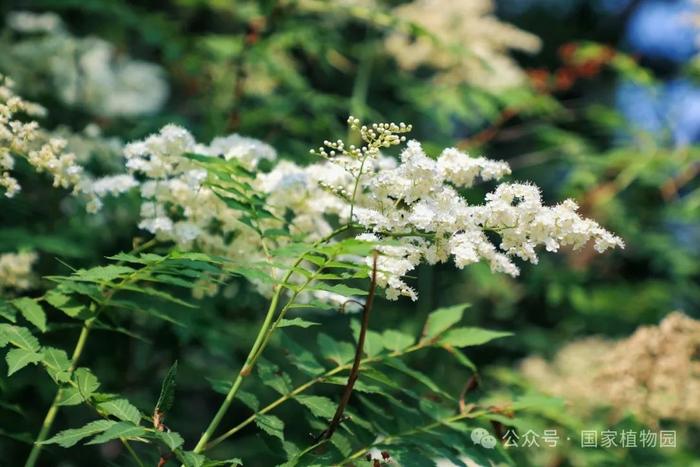 夏日“白梅”蕾如珠——华北珍珠梅