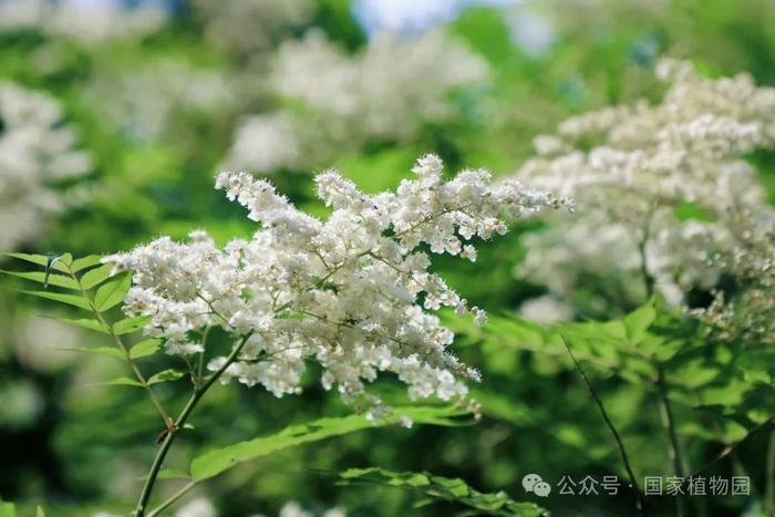 夏日“白梅”蕾如珠——华北珍珠梅