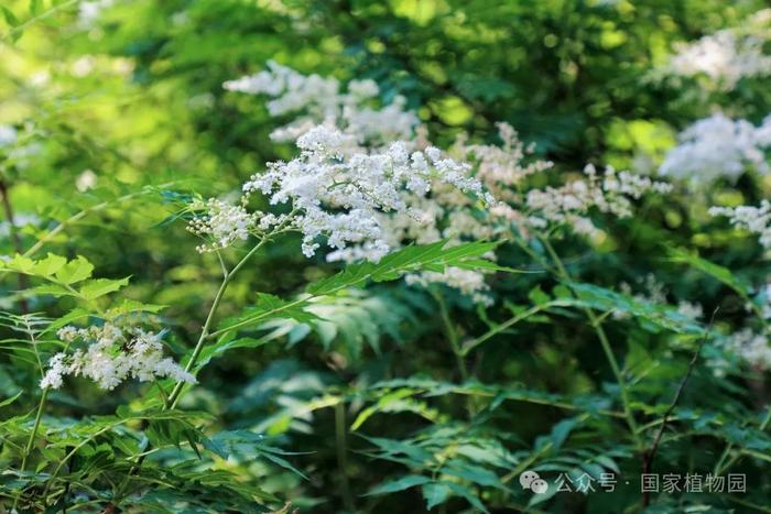 夏日“白梅”蕾如珠——华北珍珠梅