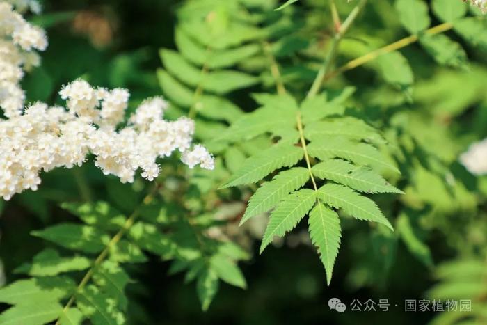 夏日“白梅”蕾如珠——华北珍珠梅