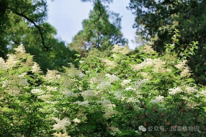 夏日“白梅”蕾如珠——华北珍珠梅