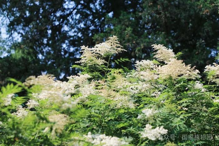 夏日“白梅”蕾如珠——华北珍珠梅