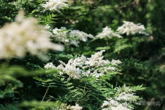 夏日“白梅”蕾如珠——华北珍珠梅