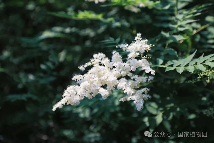 夏日“白梅”蕾如珠——华北珍珠梅