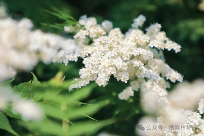 夏日“白梅”蕾如珠——华北珍珠梅