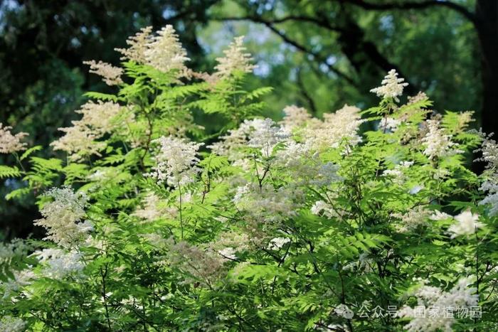 夏日“白梅”蕾如珠——华北珍珠梅