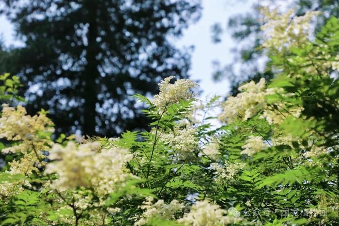 夏日“白梅”蕾如珠——华北珍珠梅