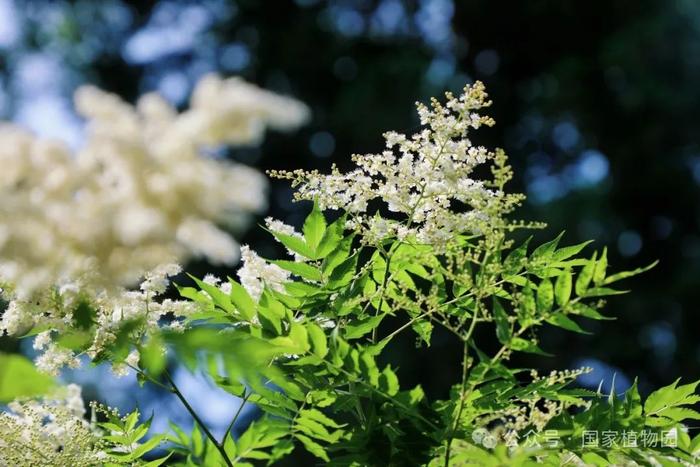 夏日“白梅”蕾如珠——华北珍珠梅