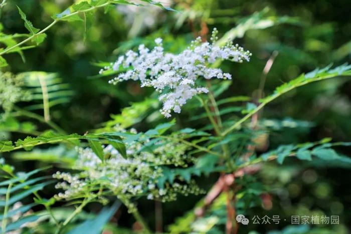 夏日“白梅”蕾如珠——华北珍珠梅