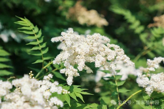 夏日“白梅”蕾如珠——华北珍珠梅