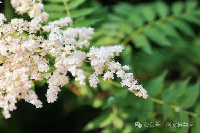 夏日“白梅”蕾如珠——华北珍珠梅