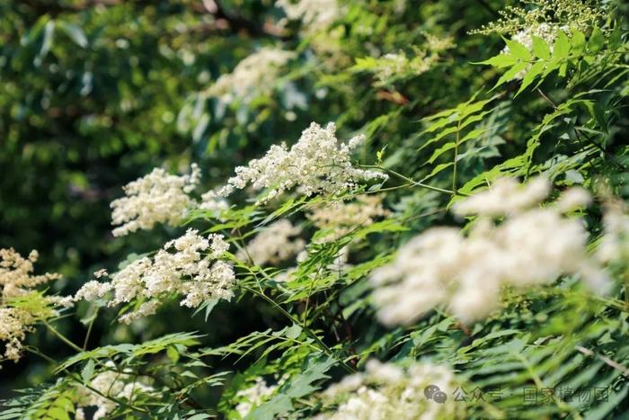 夏日“白梅”蕾如珠——华北珍珠梅