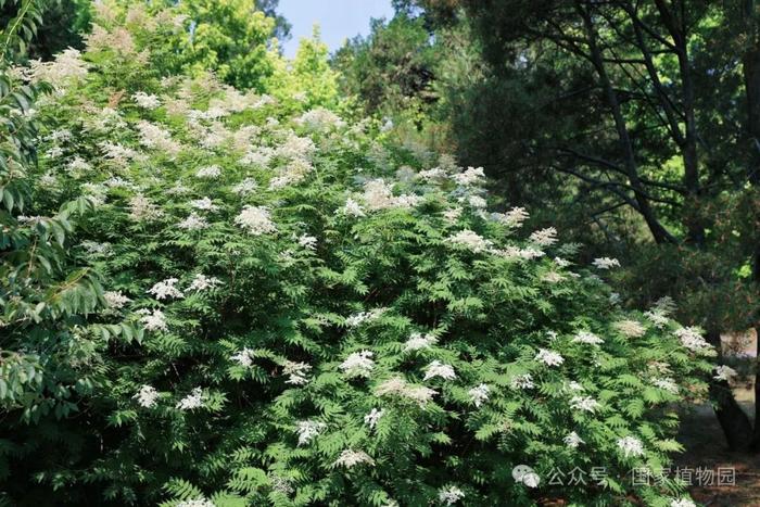 夏日“白梅”蕾如珠——华北珍珠梅