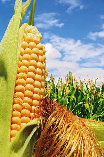 玉米生长期咋管理