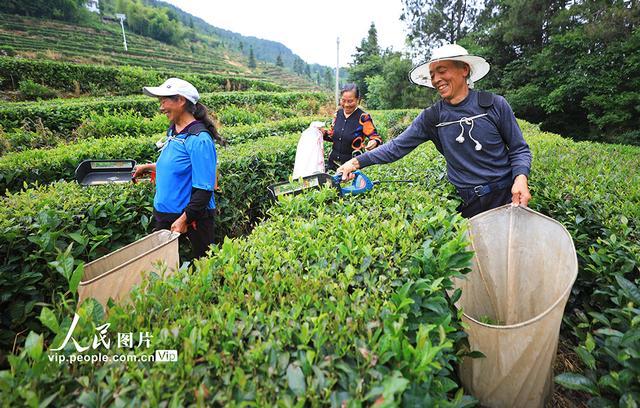 湖北巴东：茶农夏日采茶忙