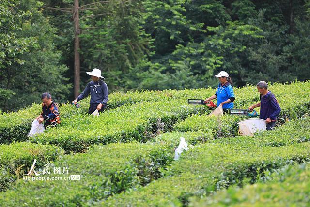 湖北巴东：茶农夏日采茶忙